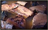 HickoryChunks.jpg image by elisson1